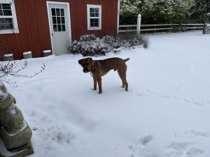 Snow in Sequim