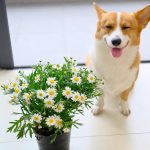a dog sitting next to a pot of flowers