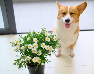 a dog sitting next to a pot of flowers