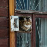 brown tabby cat on window